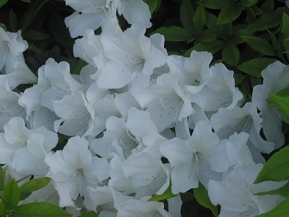 150501 tsutsuji white.JPG